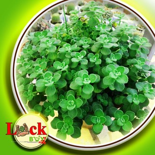 Cây Sen Đá Thơm ĐUỔI MUỔI