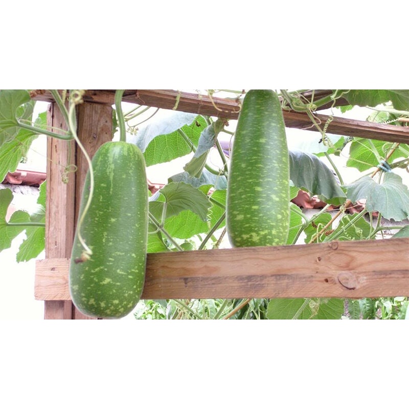 HẠT GIỐNG BẦU SAO SIÊU TRÁI