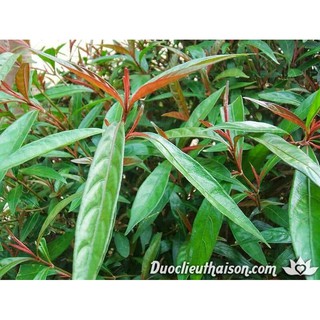 500g hoàn ngọc đỏ tươi hoàn ngọc tía cây con khỉ