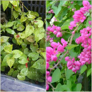 Cây giống hoa Tigon