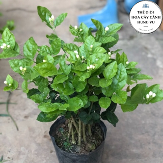 Cây hoa nhài ta - hoa lài cao 30-40 cm hoa nở quanh năm