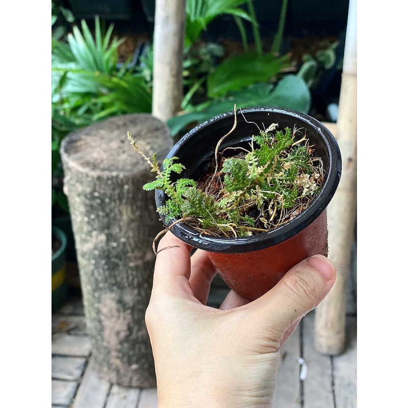 Cây Selaginella uncinata Blue Spikemoss  chậu nhựa 8cm