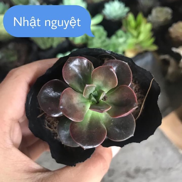Sen đá nhật nguyệt