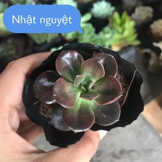 Sen đá nhật nguyệt