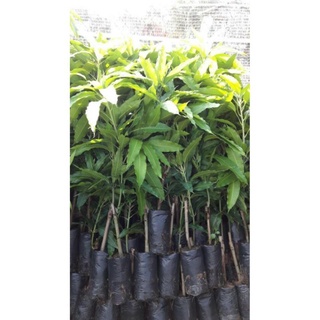 Cây xoài cát Hòa Lộc