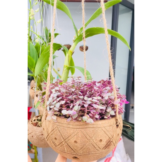 Gáo dừa chậu treo trồng lan, sen đá, cây cảnh...