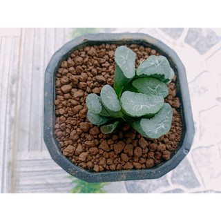 Sen đá Haworthia truncata