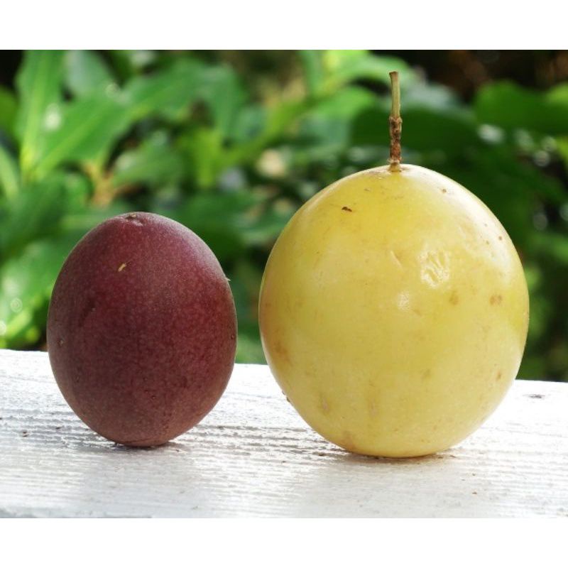 Cây giống chanh leo vàng ngọt