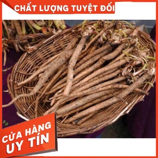 HẠT GIỐNG NGƯU BÀNG HÀN QUỐC