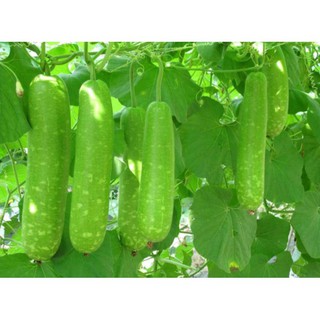 Hạt giống bầu sao phú nông chuẩn f1