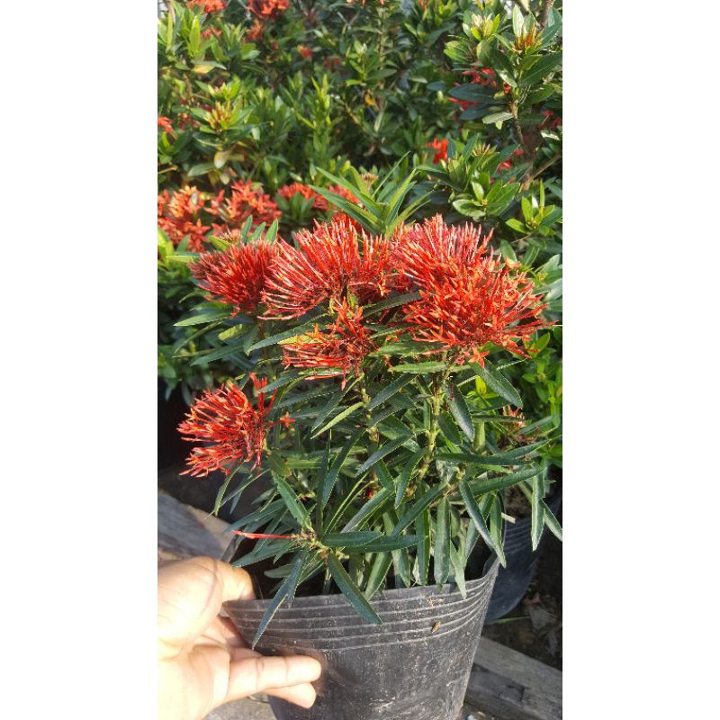 Cây bông trang lá kim