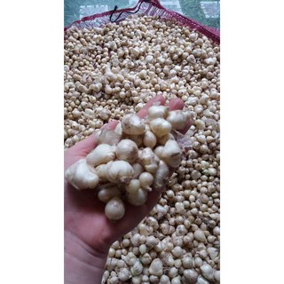 500g  hành tăm nghệ an