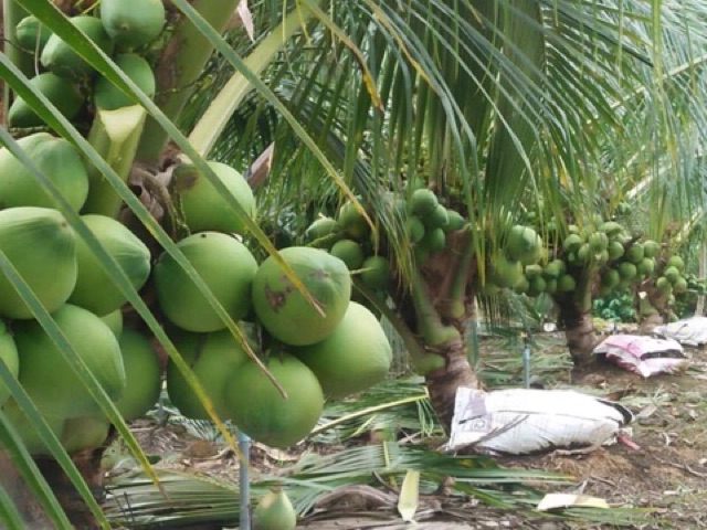 Cây Giống Dừa Xiêm Xanh Lùn F1