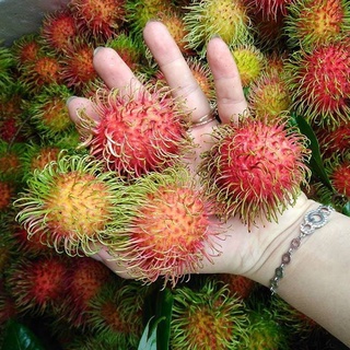 Cây giống Chôm Chôm Thái chuẩn