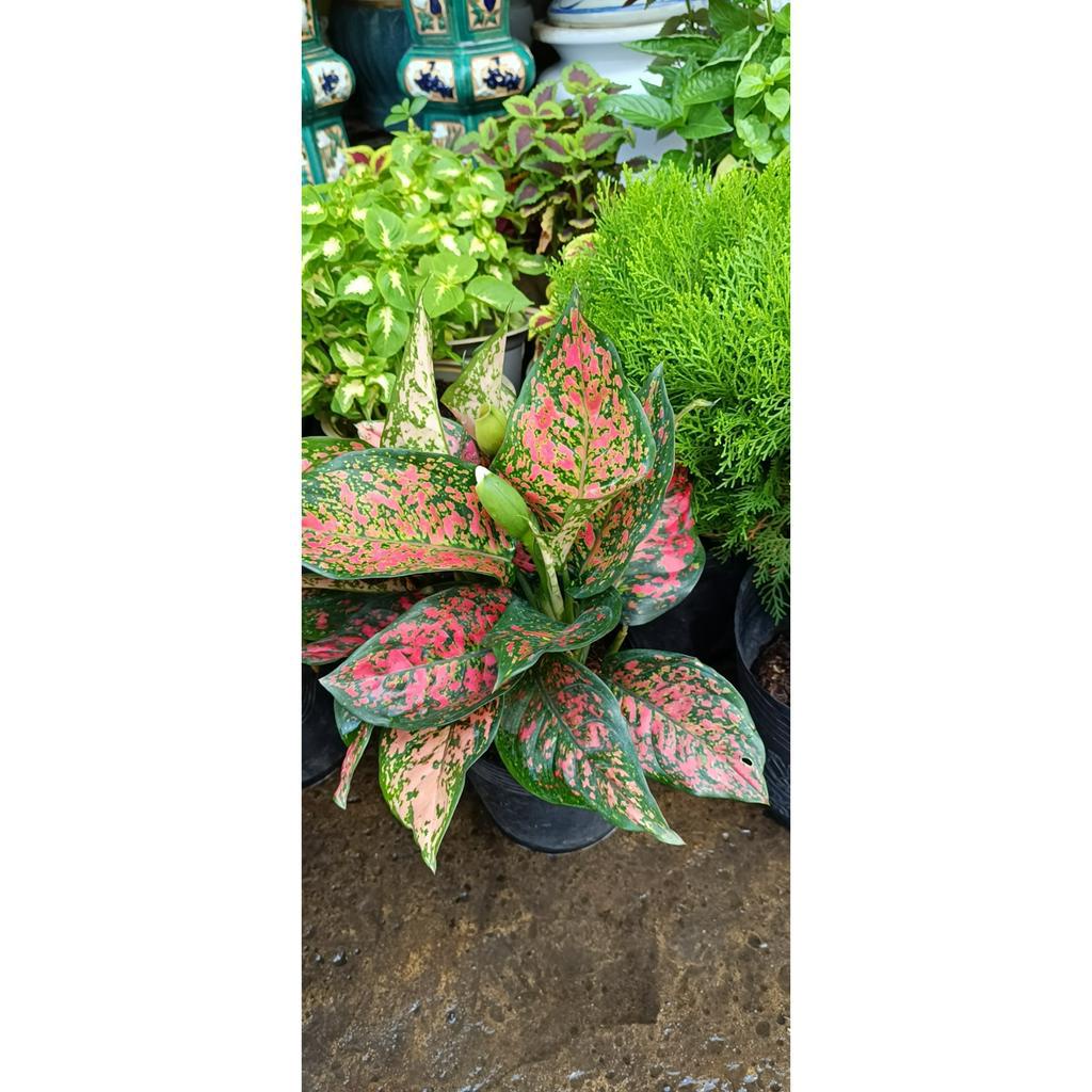 cây vạn lộc phong thủy tên tiếng anh aglaonema rotundum pink