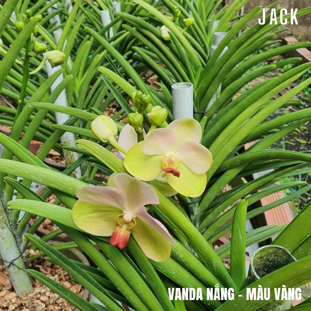 Lan Vanda Nắng Bông To - Vanda Lá Kim
