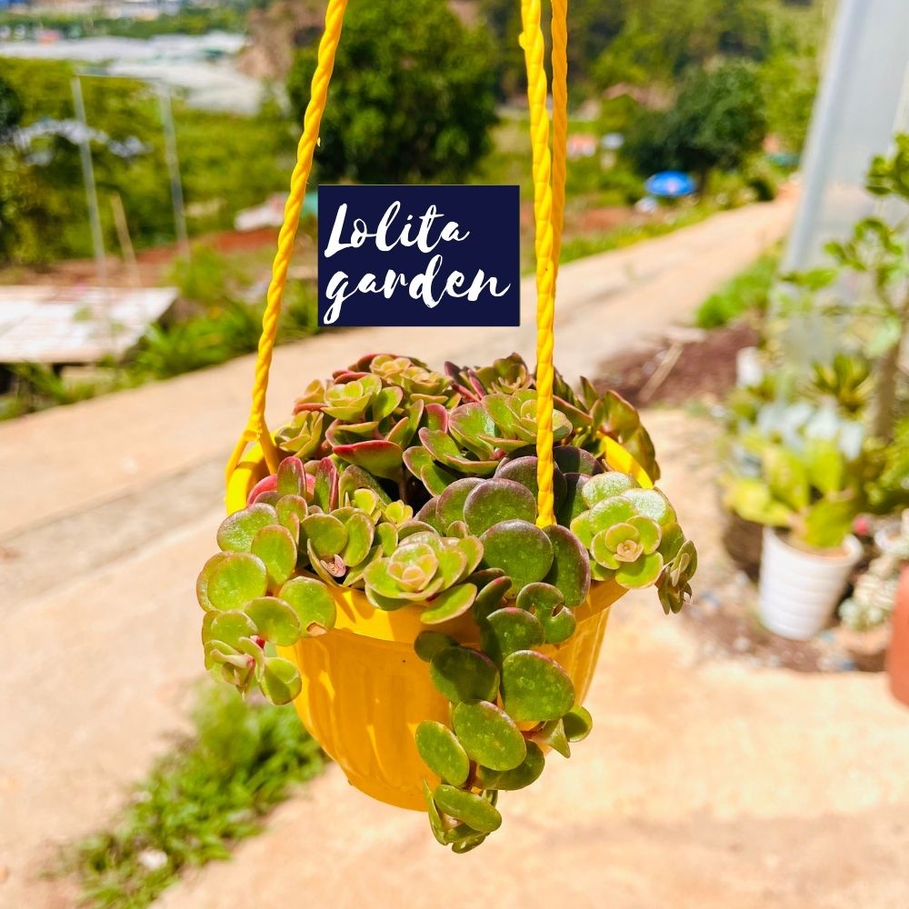 Sen đá sedum vảy cá chép chậu treo Đà Lạt size trung bình cây cảnh trang trí nhà cửa Lolita garden