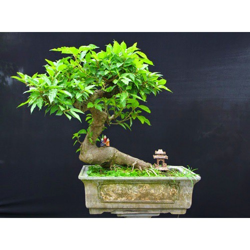 Cây Sung Thế- SUNG TÚC VIÊN MÃN