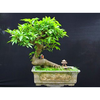 Cây Sung Thế- SUNG TÚC VIÊN MÃN