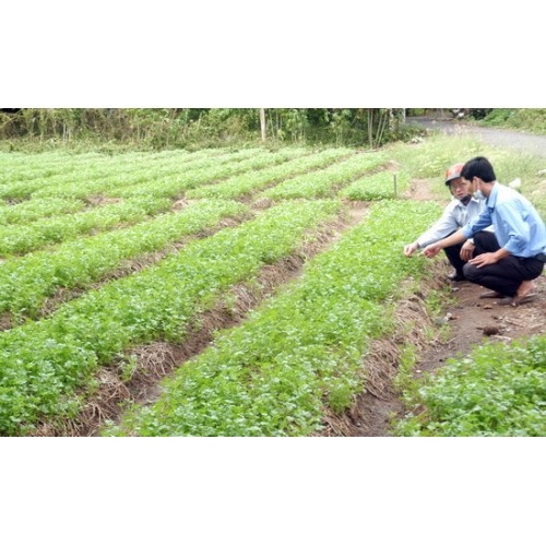 Hạt Giống Ngò Rí Bạc Liêu Đậm Đà Số 1 - SL: 20 GRAM