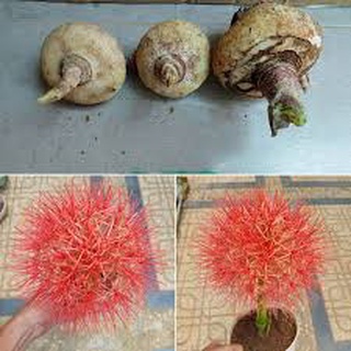 Tú cầu (bán củ cho hoa tết )