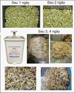 Khay làm Giá đỗ xiêu tiện  đây ạ