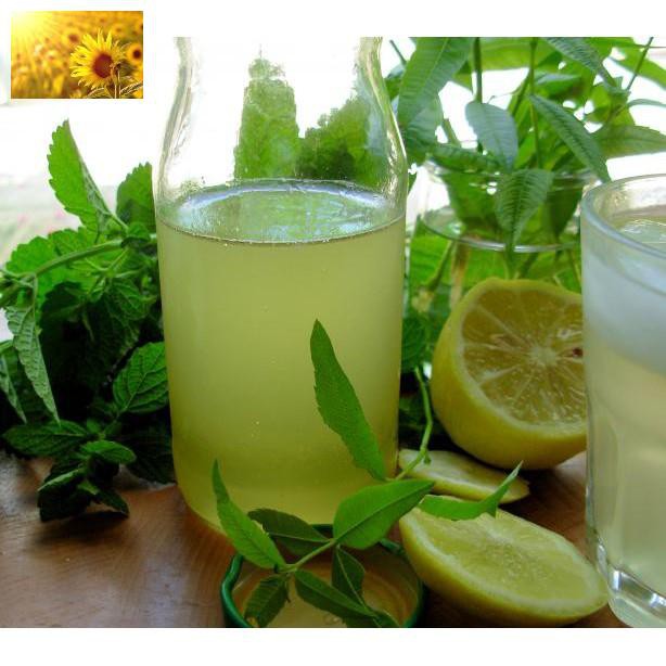 Hạt Giống Bạc Hà Chanh/Lemon Balm (120 Hạt) - Thơm hương chanh và xả, Giảm stress - MUA 3 TẶNG 1 CÙNG LOẠI