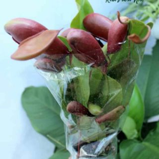 Cây nắp ấm.... cây bắt mồi