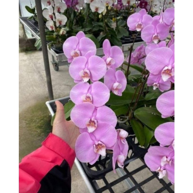 Combo 3 cây hồ điệp đại 2 ngồng hoa tết