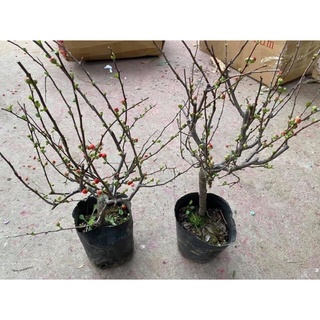 Mai đỏ nhật bản hàng loại 1