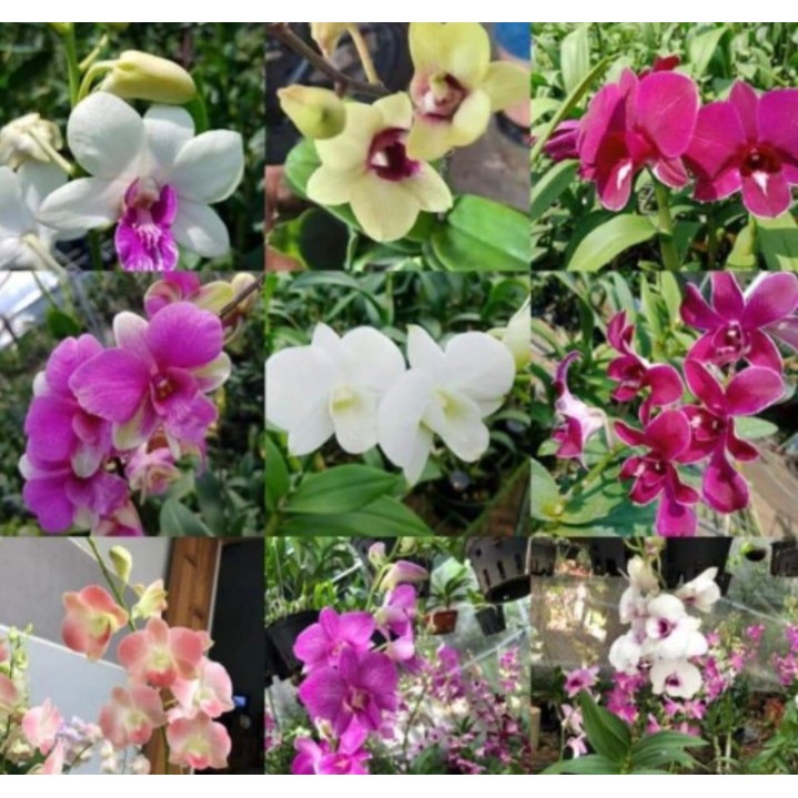 [RẺ VÔ ĐỊCH] Hoa Lan Denro màu và nắng thanh lý nhổ chậu. Nhiều màu hoa Cây đẹp. Mua 10 tặng 1