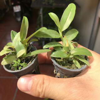 Combo bốn loại phi điệp giống