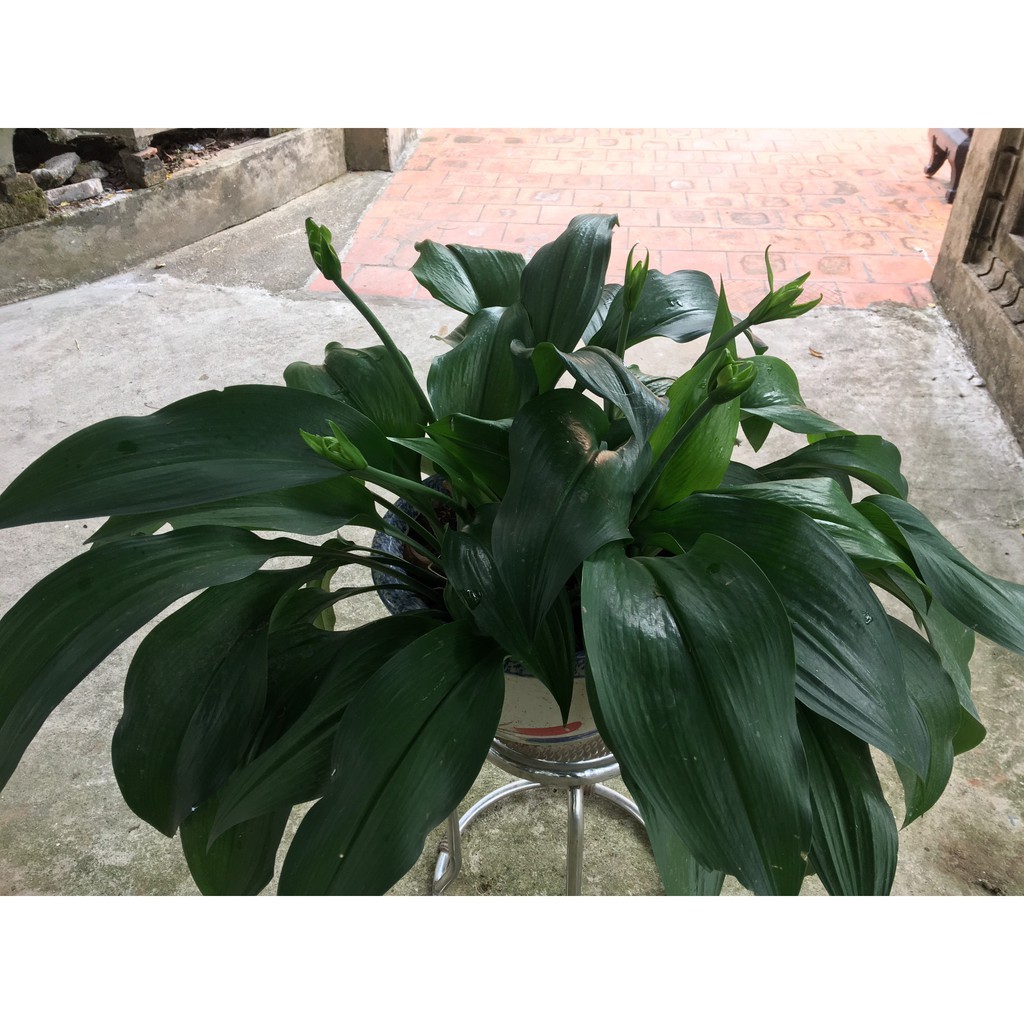 Củ hoa ngọc trâm ( có 2 size cho KH lựa chọn )