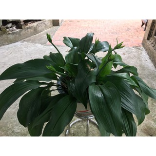 Củ hoa ngọc trâm ( có 2 size cho KH lựa chọn )