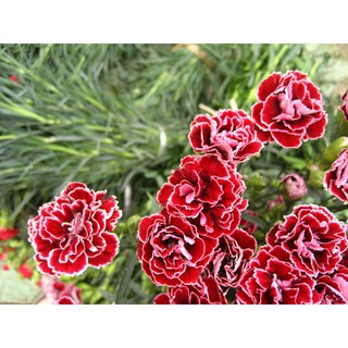 20 HẠT GIỐNG HOA CẨM NHUNG