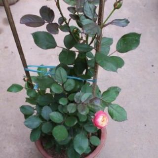 Combo 2 chậu hoa hồng ngoại
