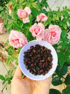 Combo Hạt Dổi Nếp Rừng Và Mắc Khén ( Gia Vị Tây Bắc Loại Ngon )