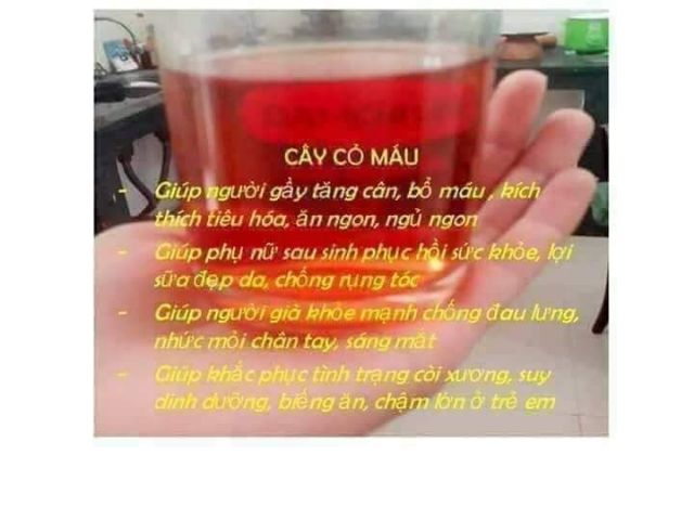 CÂY CỎ MÁU-CỎ BÉO