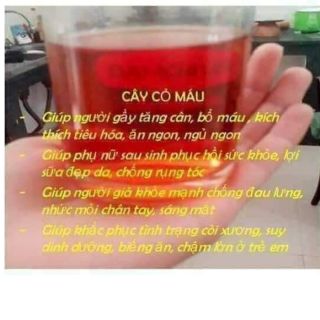 CÂY CỎ MÁU-CỎ BÉO