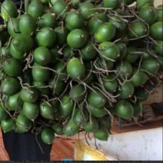 3 cây cau tứ quý 90k