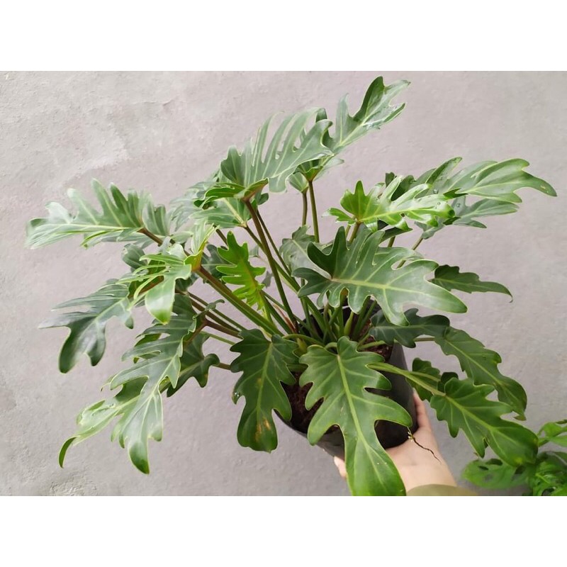 Cây trầu bà chân vịt
