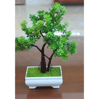 Chậu bonsai để bàn Cao Cấp