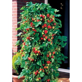 100 hạt giống dâu tây leo giàn chịu nhiệt