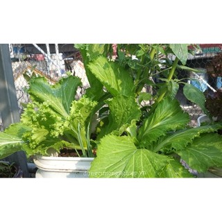 Hạt giống cải bẹ mào gà 10gr (cải bẹ xoăn)
