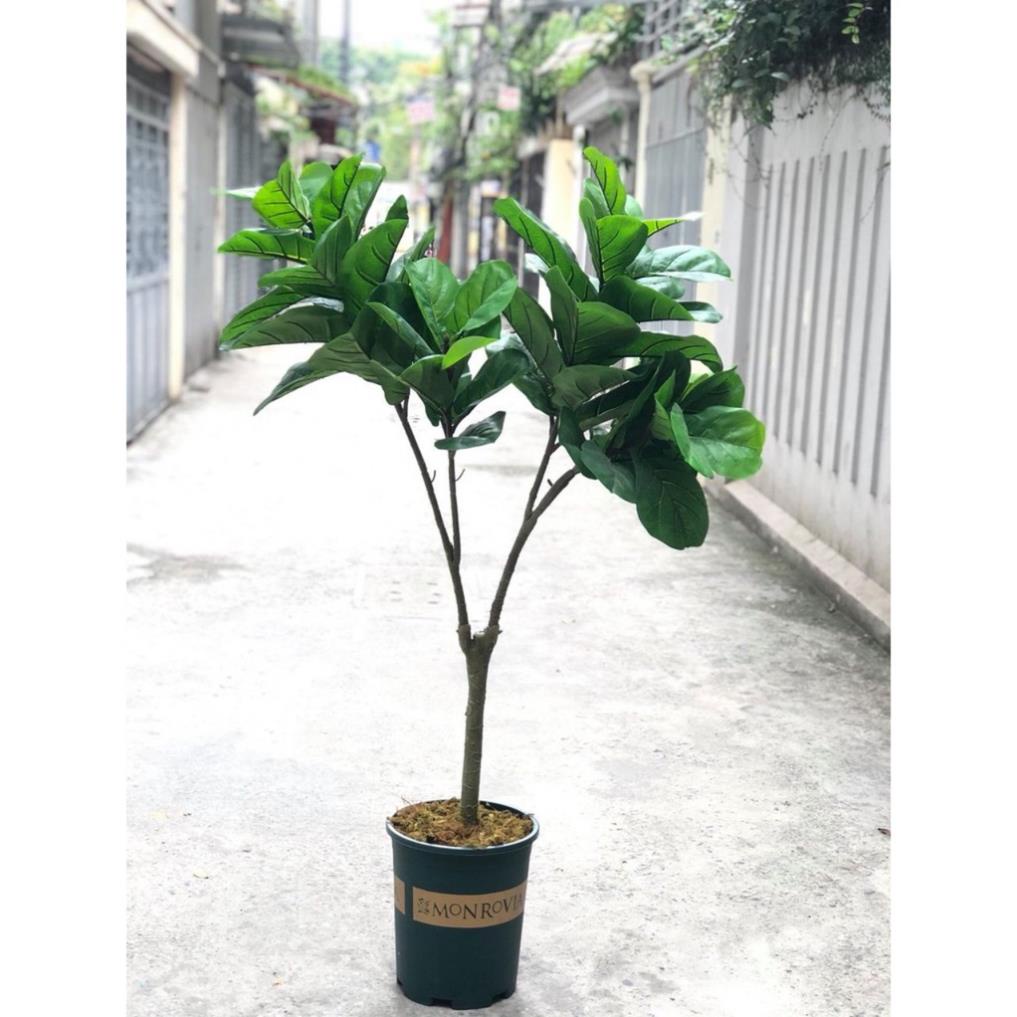Chậu nhựa trồng hoa Monrovia/Sprouting đủ size _ Chậu Mon hàng dày