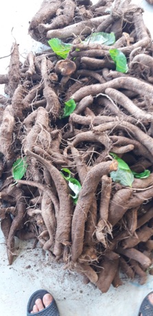 1KG CỦ GAI HOÀ BÌNH