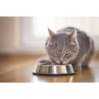 Bát inox - Bát ăn chó mèo tròn đơn bằng inox size 15cm
