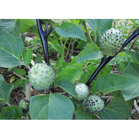 100g Hạt cà gai dược