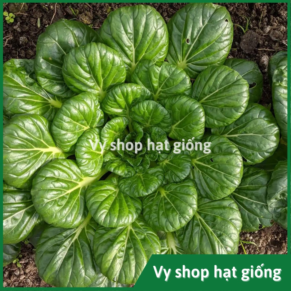 Hạt giống cải hoa hồng Tatsoi  gói 5000 hạt