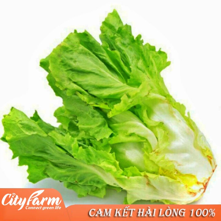 Hạt giống Xà lách ESCAROLE (Xà lách caroll) 2gram cây to, chịu mưa